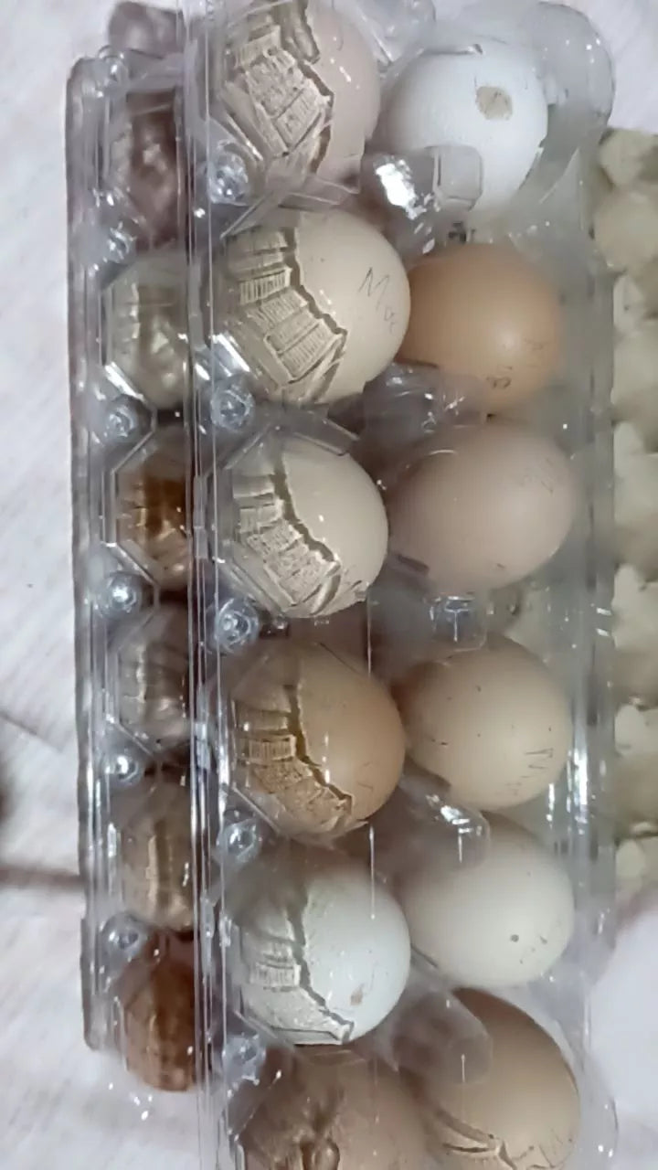 10pcs EGG TRAY CLEAR PACK| EGG STORAGE | 6slots12slots EGG PLASTIC TRAY CONTAINER|EGG TRAY